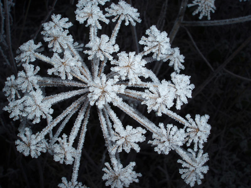frost sparkling on spring of cow parsley on a winter morning