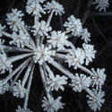 3455-frosted cow parsley