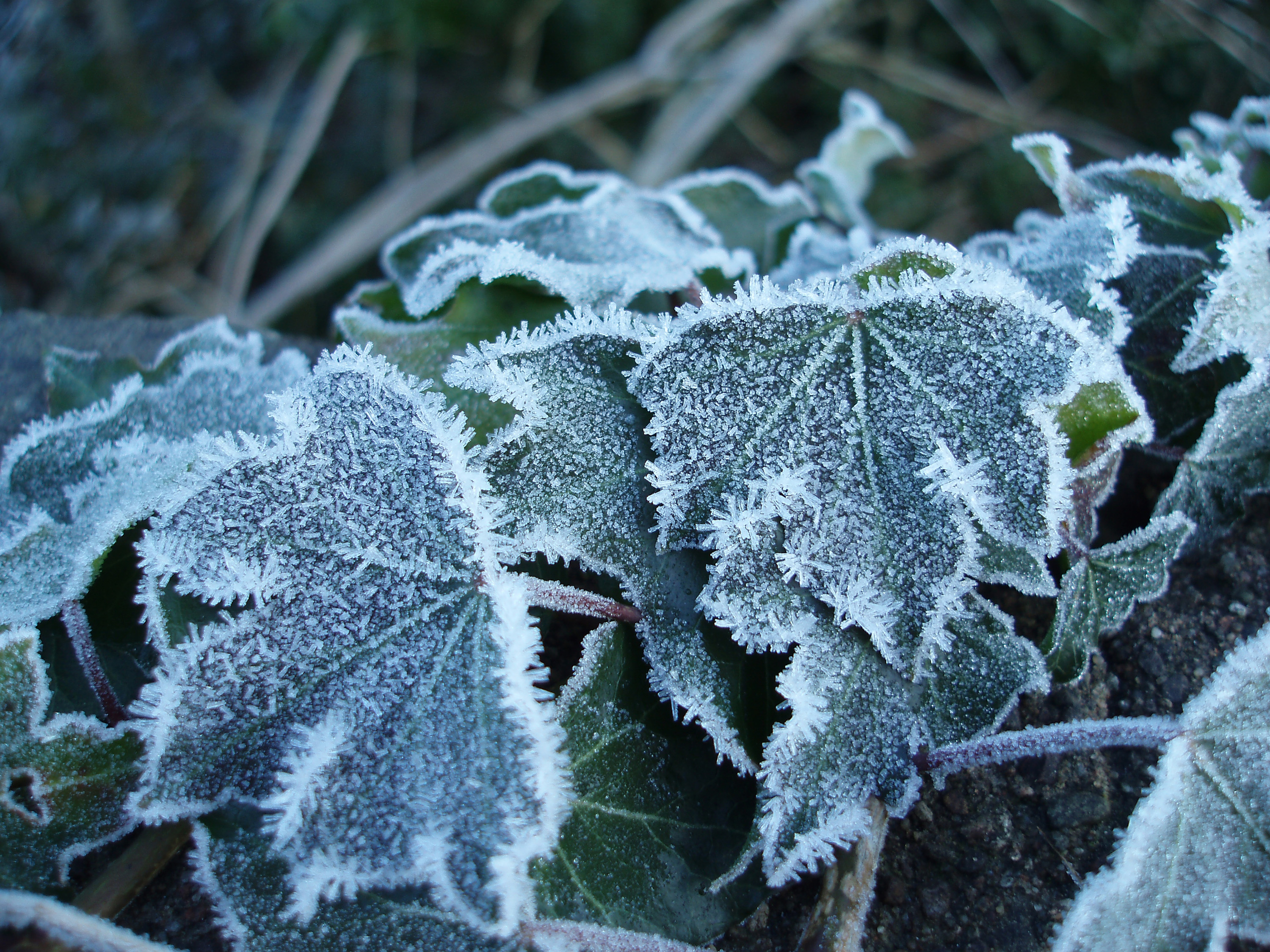 Frosted Leaves