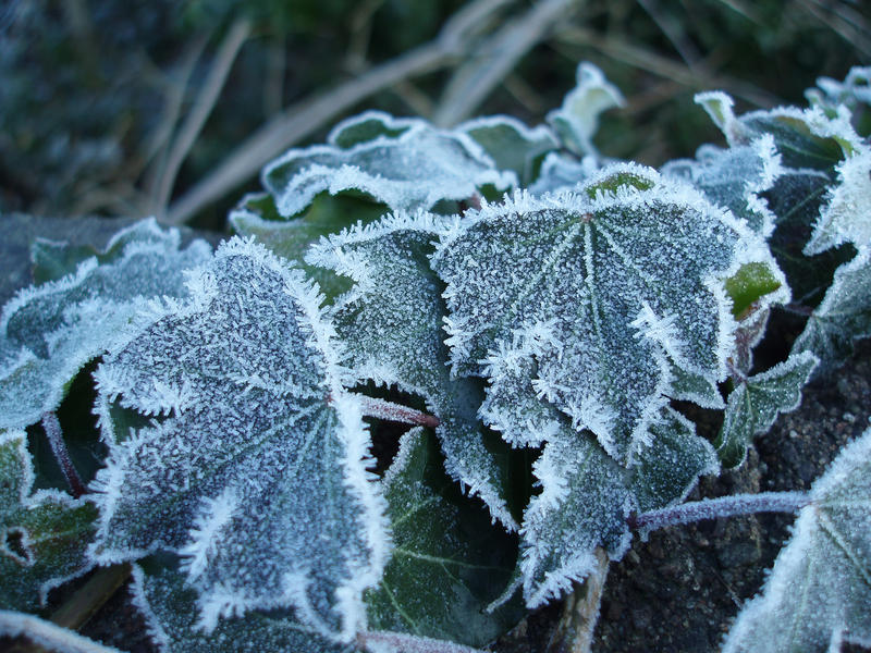 ivy runners and leaves covered in frost