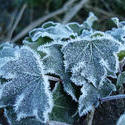 3456-frozen ivy leaves