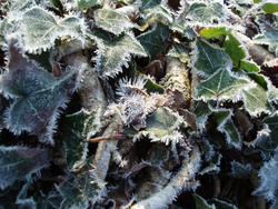 3457-frozen ivy background