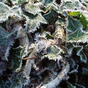 3457-frozen ivy background