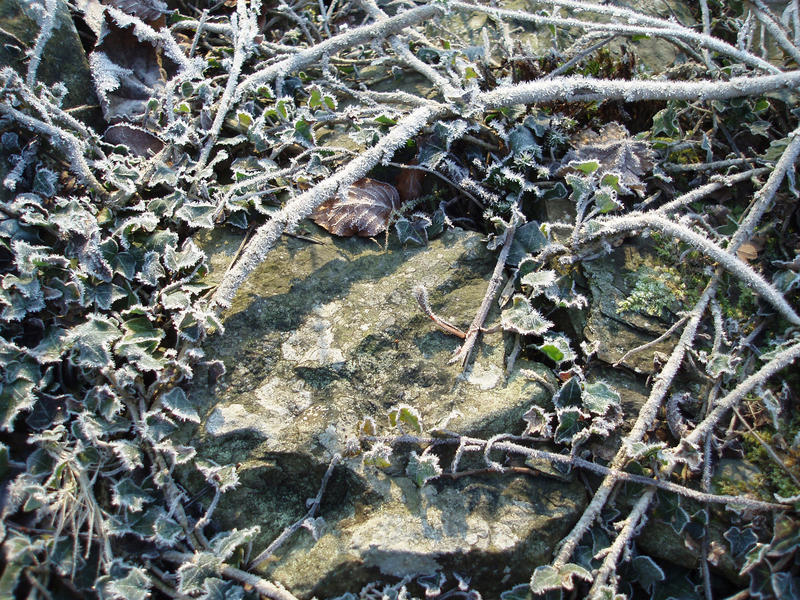 a stone wall with climbing ivy pictured on a frosty winter morning