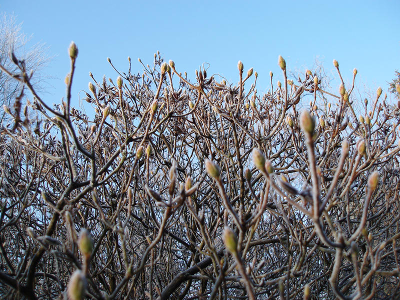 details of a frost on plants in a garden