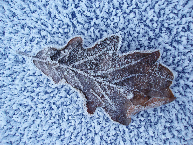 an oak leaf covered in frost crystals