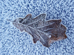 3461-frosty leaf
