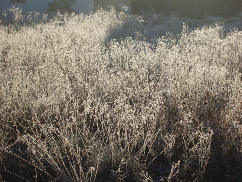 a meadow of tall grass covered in frost with contre-jour lighting