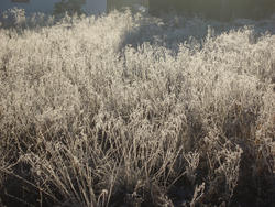 3468-frozen grasses