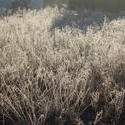 3468-frozen grasses