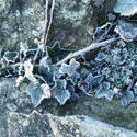 3469-frozen ivy