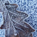 3473-frozen  leaf