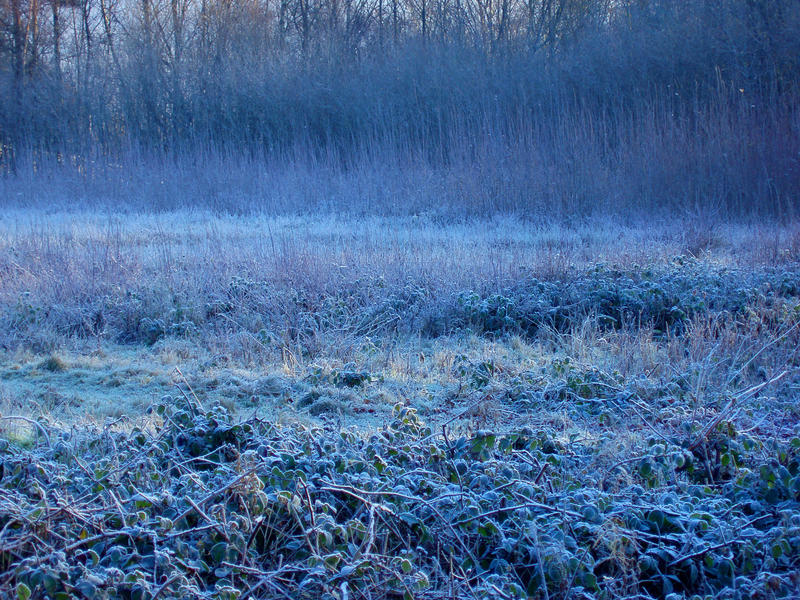 a meadow covered in a heavy winter frost