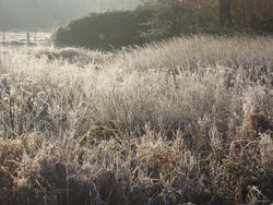 3475-frozen meadow grasses