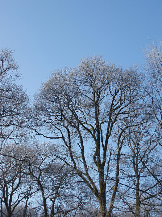 leafless winter trees sparking with frost on a crisp winter morning