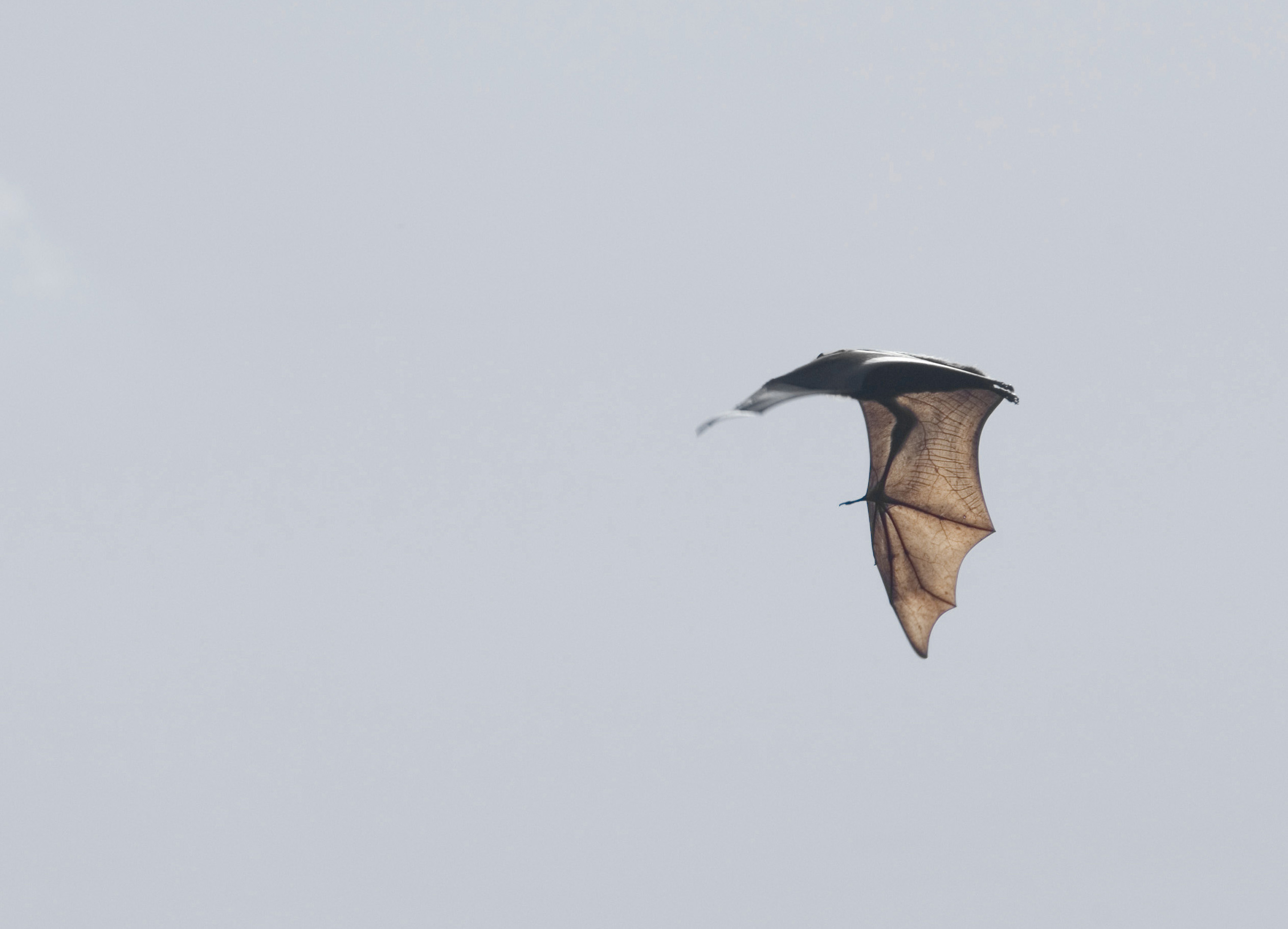Fly In Flight