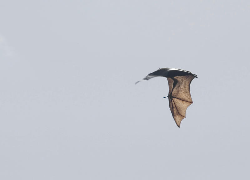 a fruit bat of flying fox in flight with wings out stretched