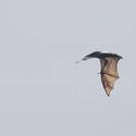 2977-fruit bat flying fox