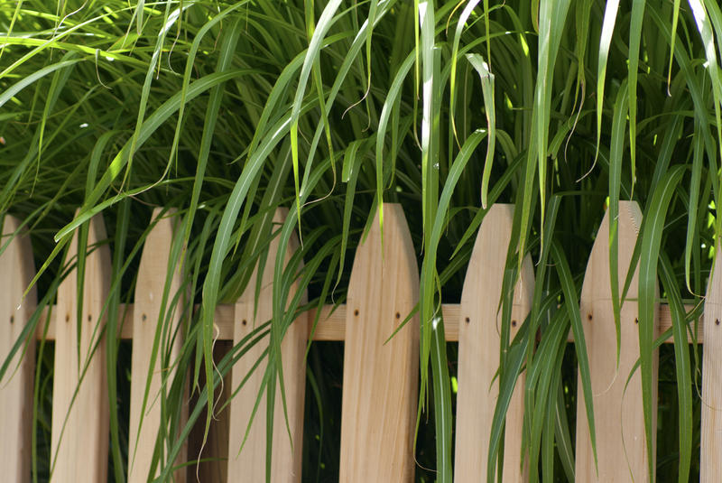 <p>Over grown grass on a new fence</p>Sony A-330 DSLR