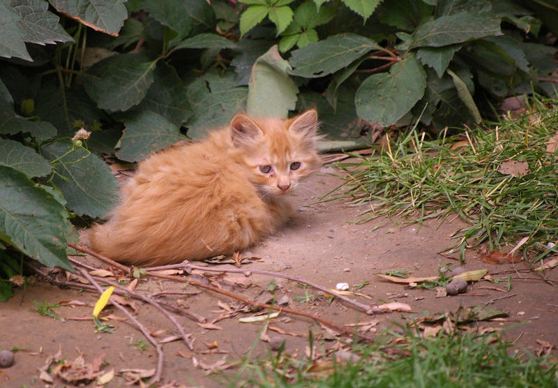 a sad looking little kitten