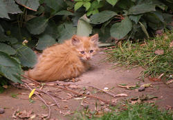 3226-sad kitten