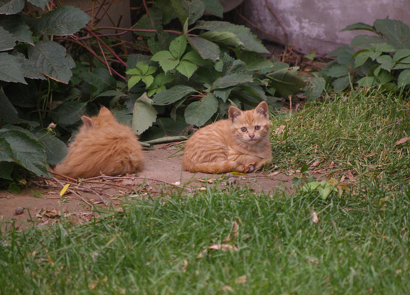 two cute ginger kittens