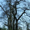 3854-gnarled_trees.JPG