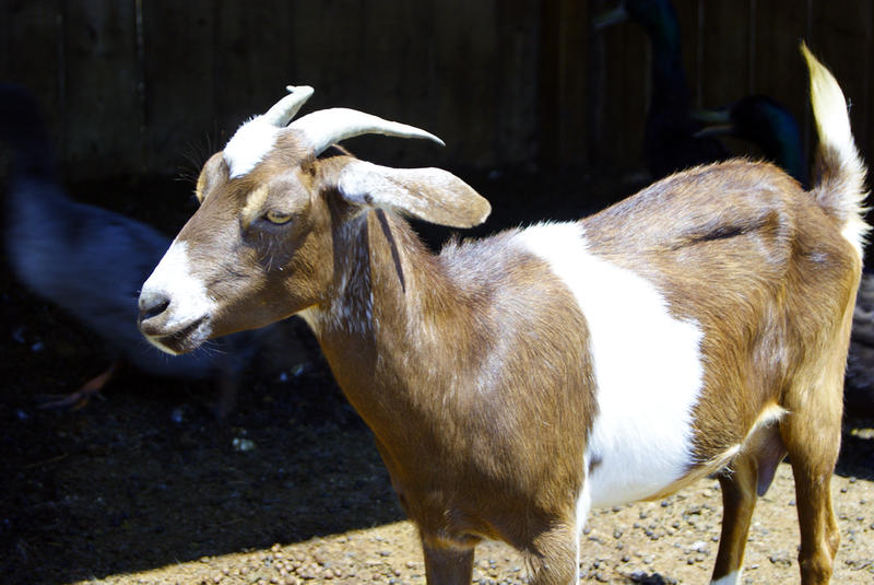 <p>Young goat on the farm</p>Small brown goat closeup
