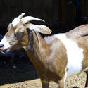 4317   Small Broan Goat