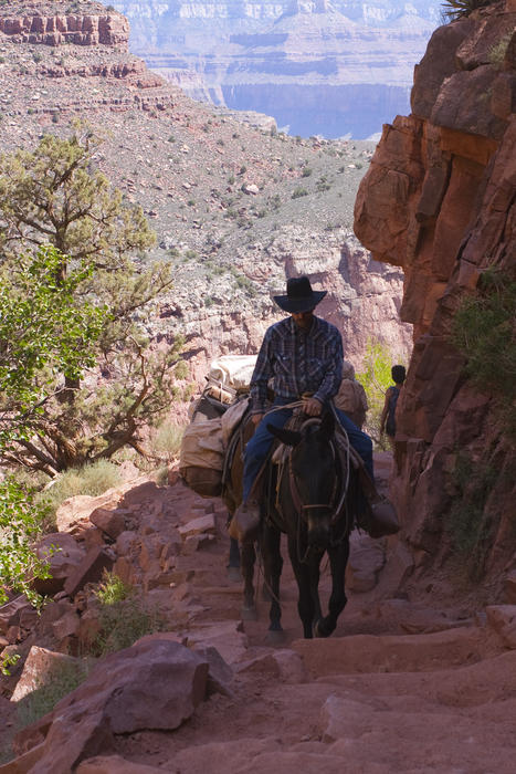 a donkey or mule train climbing steep footpaths up the side of the grand canyon