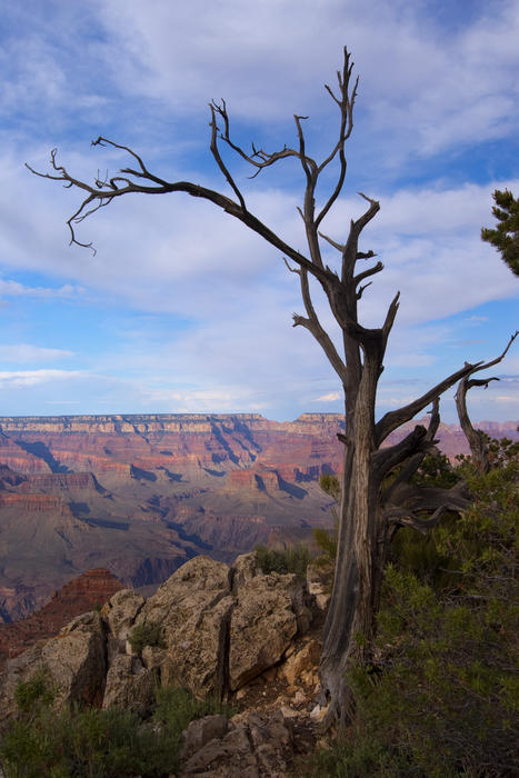 structure of a dead tree contrasted with the red rocks of the grand canyon