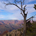 3177-grand canyon dead tree