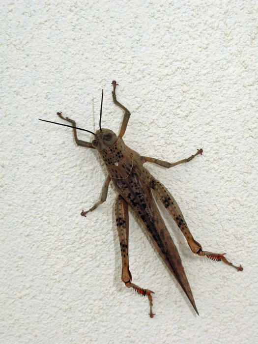 close up on a grasshopper