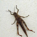 3374-grasshopper insect