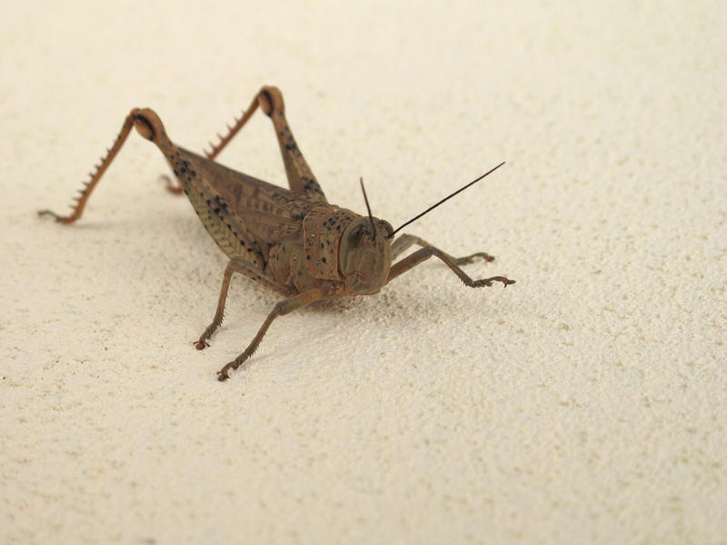 close up on a grass hopper