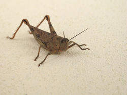 3375-grasshopper close up