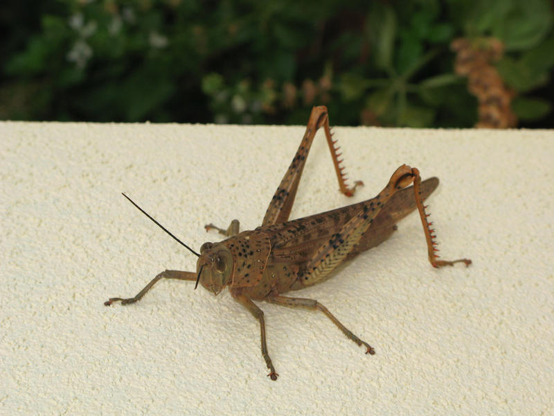 ready to jump: a grasshopper 