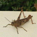 3377-grasshopper
