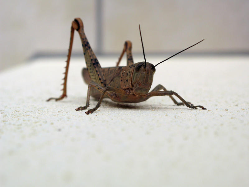 macro close up image of a grasshopper