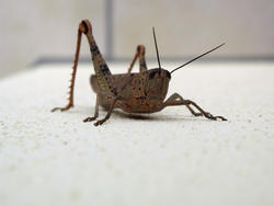 3378-grasshopper macro