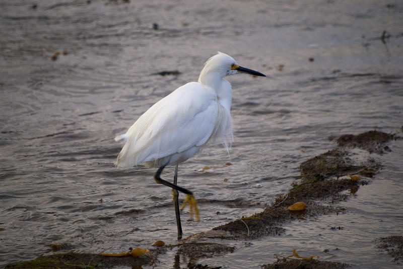 a great white heron looking for food at low tide