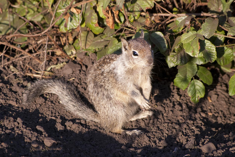 a cute little squirrel