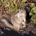 3228-cute squirrel