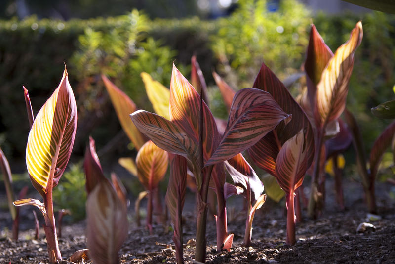 seedlings growing from a graden bed