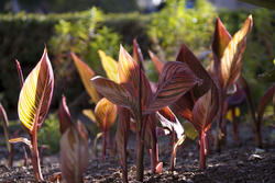 3249-a row of growing plants