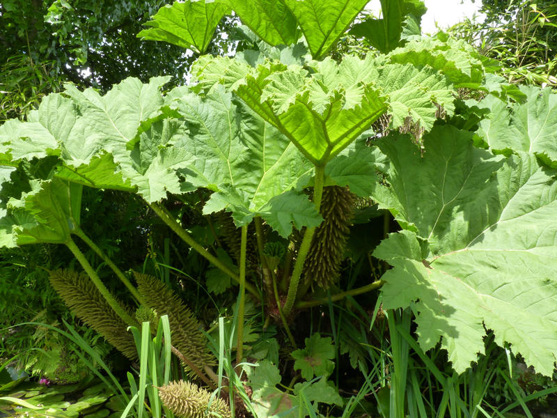 <p>&nbsp;Dense green vegatation of a Gunnera plant</p>