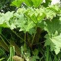 4195-gunnera_plant.jpg