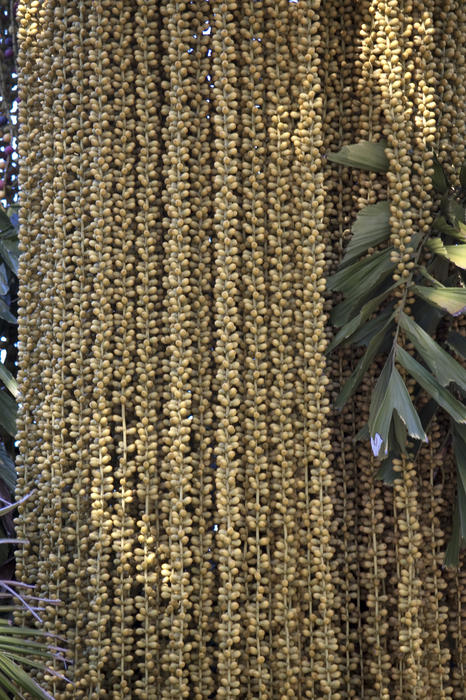 fruit hanging from a palm tree in long strands