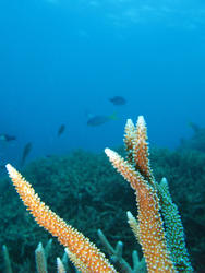 3347-branching hard coral