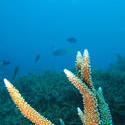 3347-branching hard coral